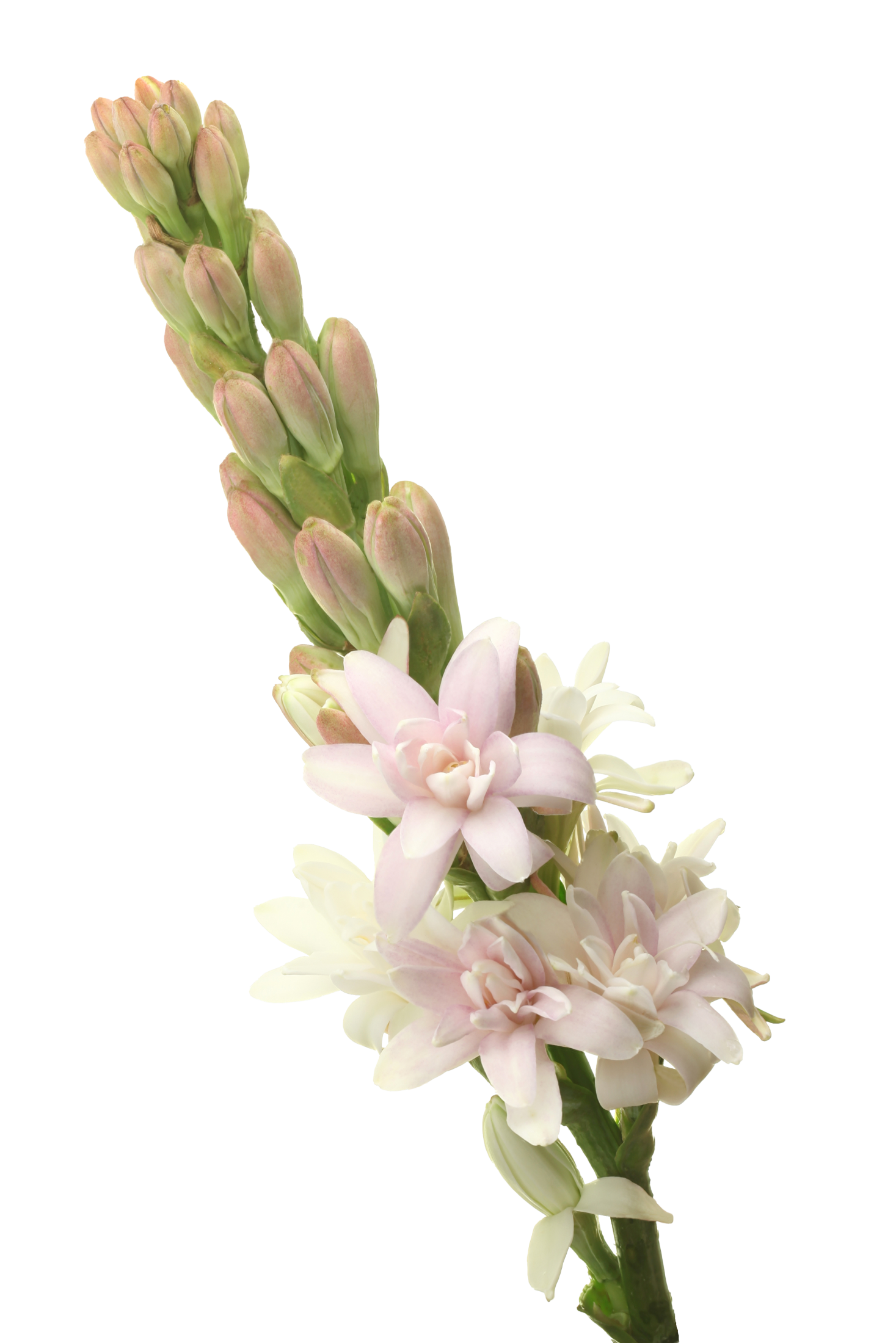 Polianthes Elle Pink