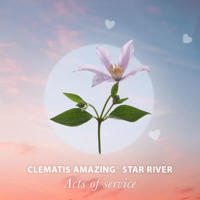 Acts of Service - Clematis Amazing Star River