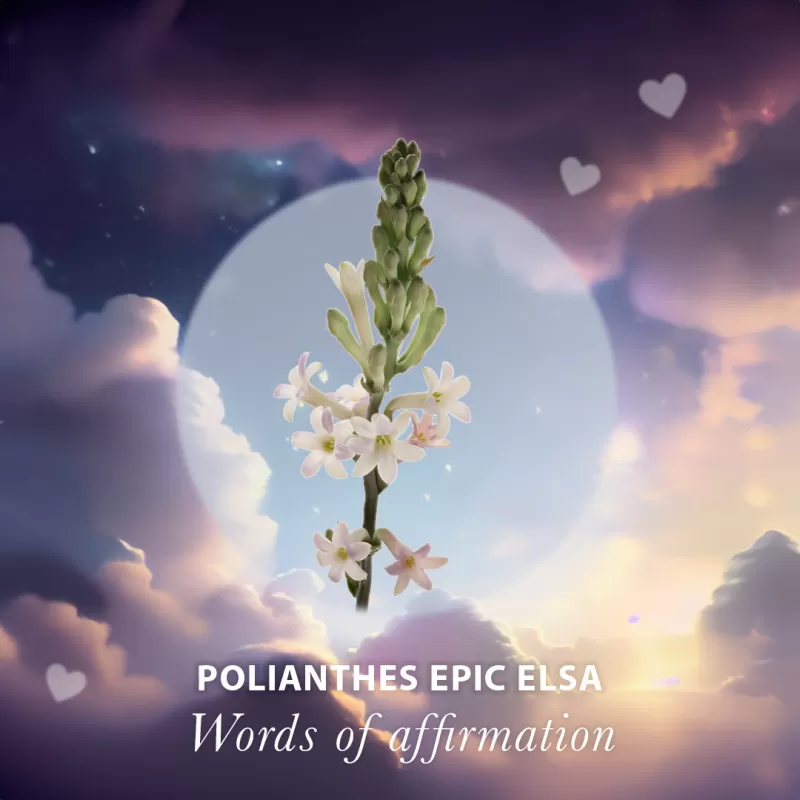 Words of affirmation - Polianthes Elsa Blush